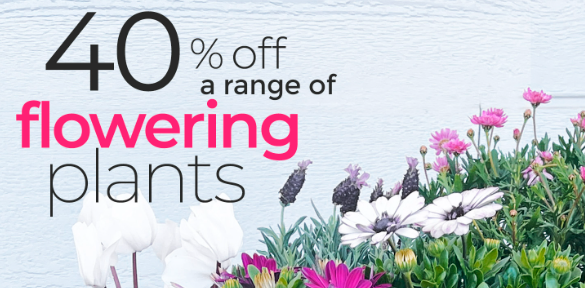 40% OFF range of Perennials, Cyclamen and Lavender at Flower Power[Member exclusive]