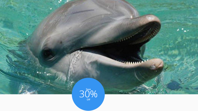 Save 30% OFF on Dolphin adventure package