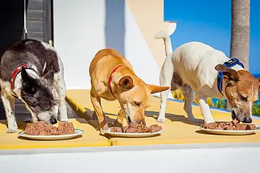 25% OFF storewide sale at My Pet Warehouse
